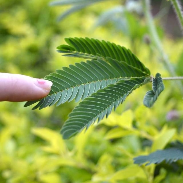Plants Villa - Mimosa Pudica Sensitive Plant Plants Villa - Mimosa Pudica Sensitive Plant