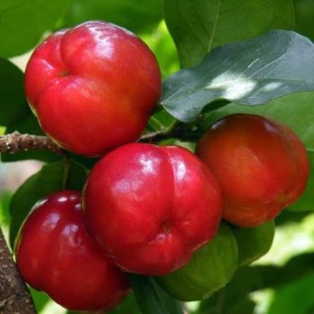 Plants Villa - Barbados Cherry Hybrid Fruit Plant Plants Villa - Barbados Cherry Hybrid Fruit Plant