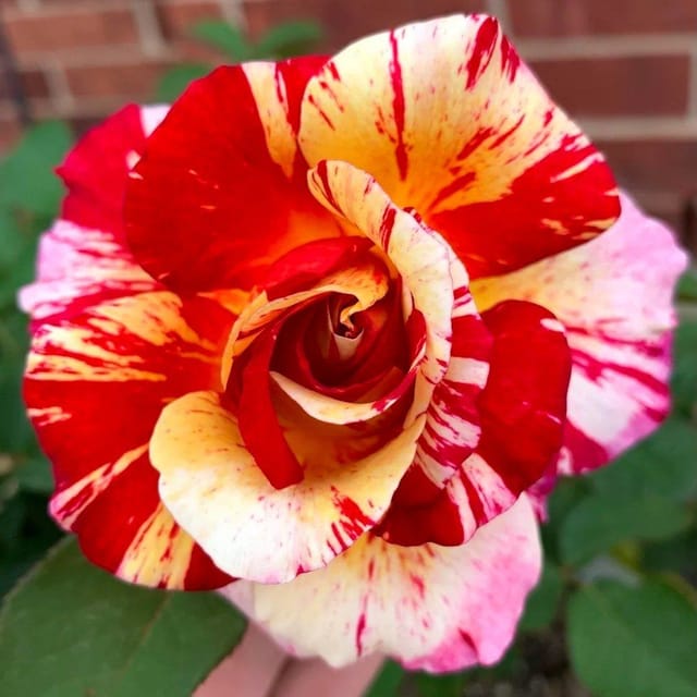 Plants Villa - Abracadabra Rose Flower Plant (PV17718)