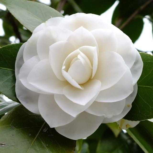 Plants Villa - Camellia Flower Plant White