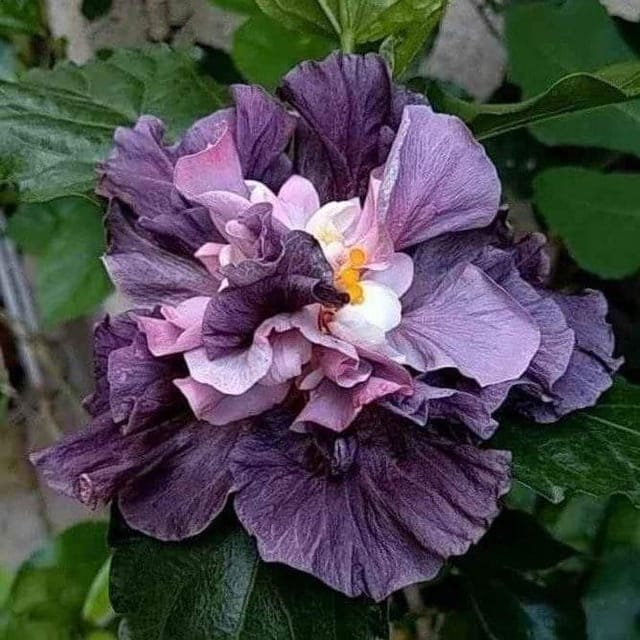 Plants Villa - Double Petal Variety Grafted Hibiscus Flower Plant (PV18558)