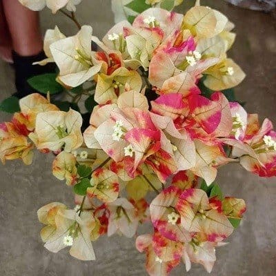 Plants Villa - Chitra Monduring Bougainvellia Flower Plant