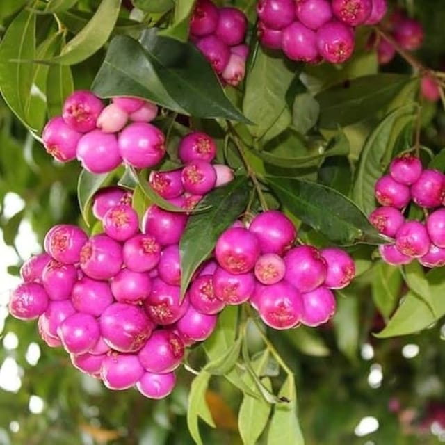 Plants Villa - Australian Lily Pilly Berry Fruit Plant