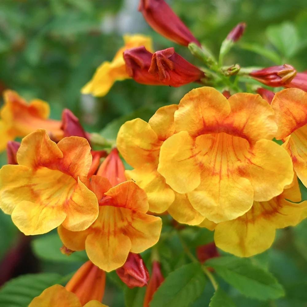 Plants Villa - Tecoma Flower Plant Orange