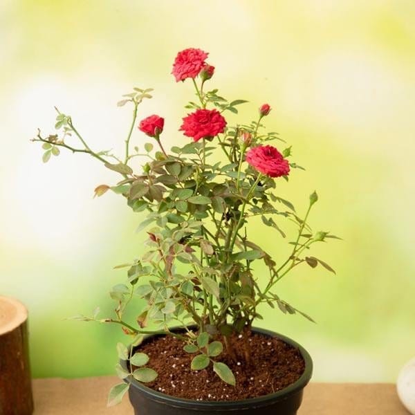 Plants Villa - Botton Rose Flower Plant Red Plants Villa - Botton Rose Flower Plant Red