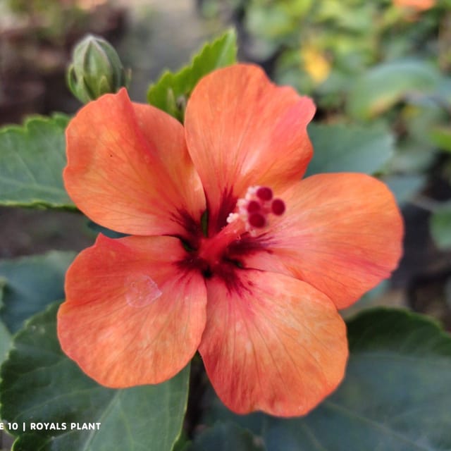 Plants Villa - Miniature Hibiscus Flower Plant Orange