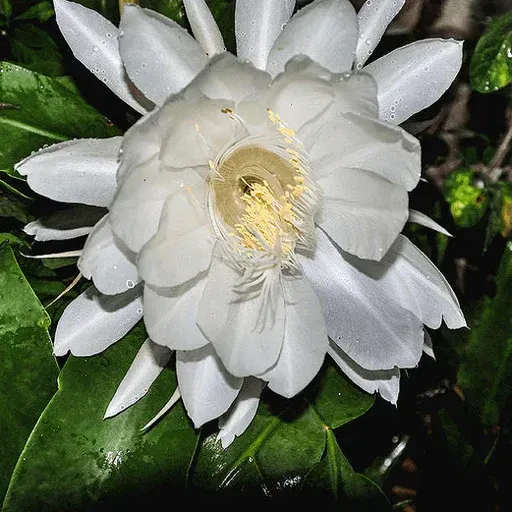 Plants Villa - Brahma Kamal Flower Plant White