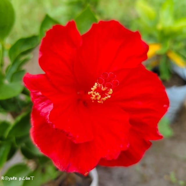 Plants Villa - Brilliant Tropical Hibiscus Live Plant Red Plants Villa - Brilliant Tropical Hibiscus Live Plant Red