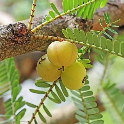 Plants Villa - Gooseberry Amla Grafted Fruit Plant (PV14430)