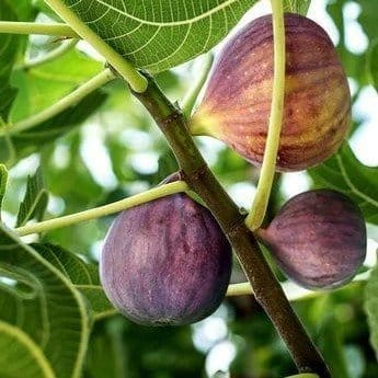 Plants Villa - Black Mission Fig Grafted Fruit Plant
