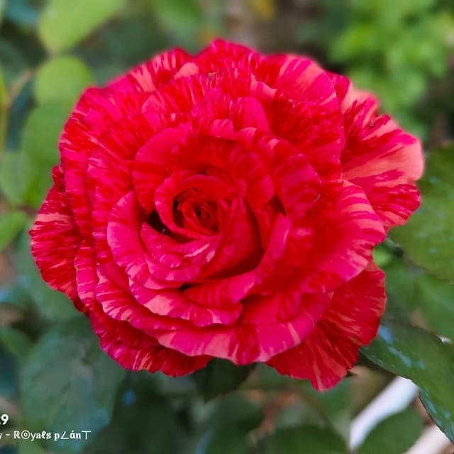 Plants Villa - Abracadabra Rose Flower Plant (PV20481) Plants Villa - Abracadabra Rose Flower Plant (PV20481)