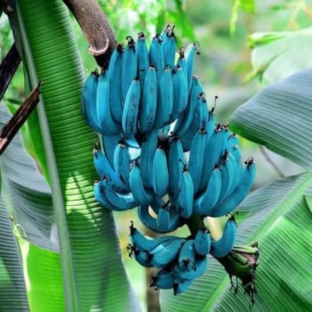 Plants Villa - Java Blue Banana Fruit Plant
