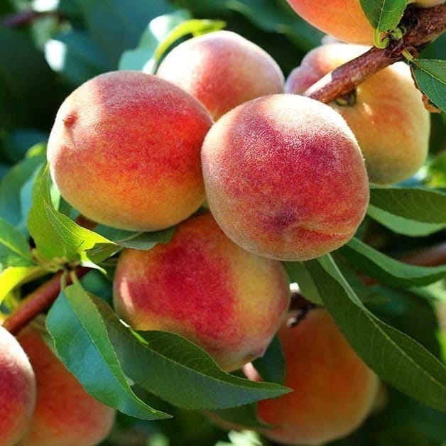 Plants Villa - Peach Grafted & Hybrid Fruit Plant
