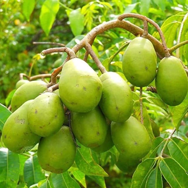 Plants Villa - Alltime Thai Variety Olive Grafted Fruit Plant Plants Villa - Alltime Thai Variety Olive Grafted Fruit Plant