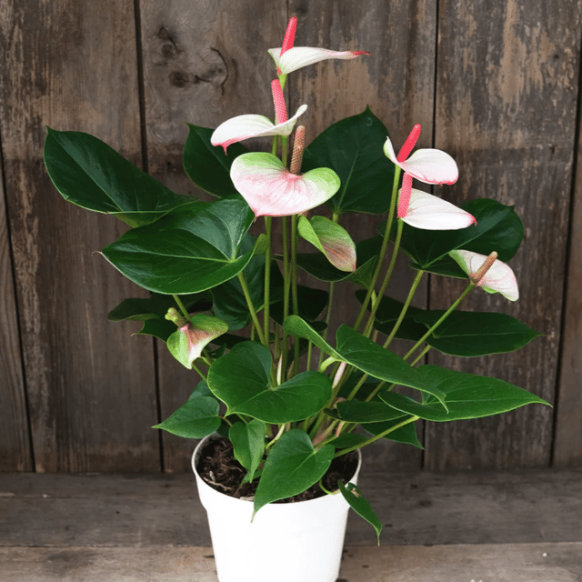 Plants Villa - Anthurium Andreanum Bicolour Gift Plant Plants Villa - Anthurium Andreanum Bicolour Gift Plant