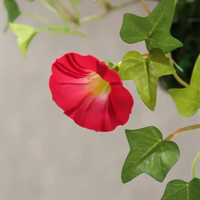 Plants Villa - Morning Golory Flower Plant Orange