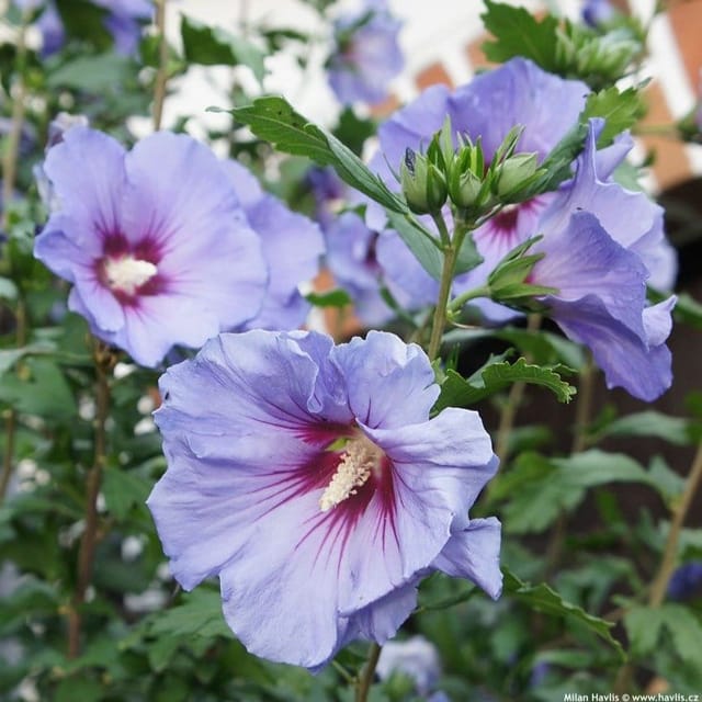 Plants Villa - Blue Bird Hibiscus Flower Plant