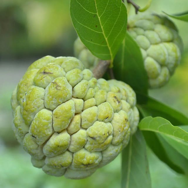 Plants Villa - Custard Apple Grafted Fruit Plant Plants Villa - Custard Apple Grafted Fruit Plant