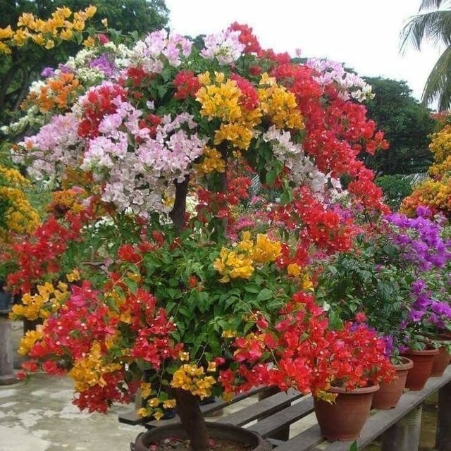 Plants Villa - Multigrafted Bougainvellia Flower Plant (6 Colours) (PV19323) Plants Villa - Multigrafted Bougainvellia Flower Plant (6 Colours) (PV19323)
