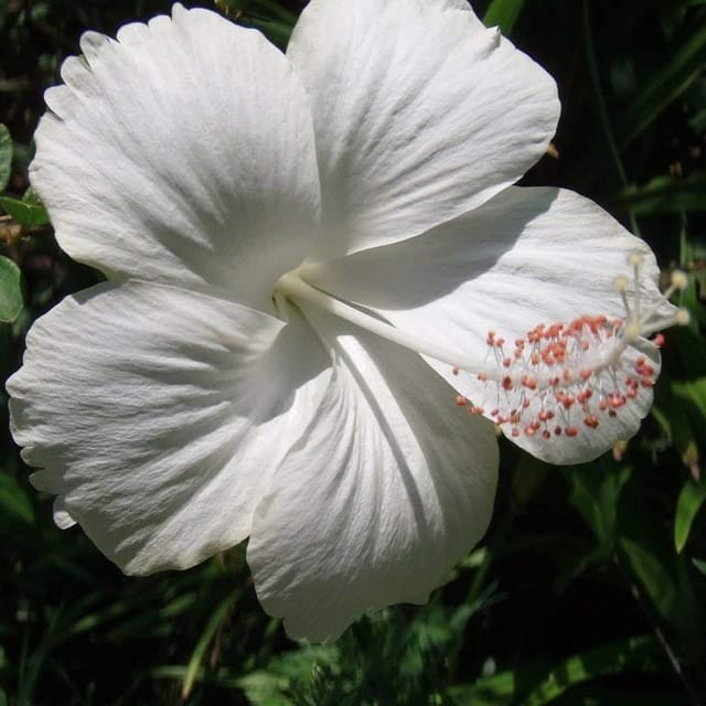 Plants Villa - Hibiscus Flower Plant White Plants Villa - Hibiscus Flower Plant White