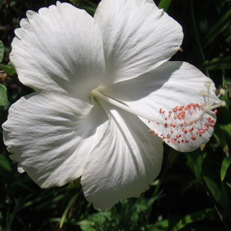 Plants Villa - Hibiscus Flower Plant White