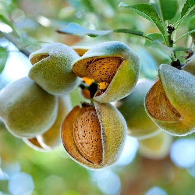 Plants Villa - Thai Variety Hybrid Almond Plant