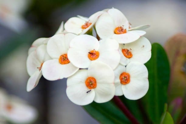 Plants Villa - Euphorbia Mili Flower Plant White (PV13602) Plants Villa - Euphorbia Mili Flower Plant White (PV13602)