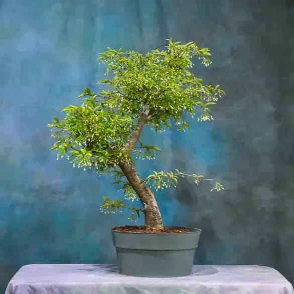 Plants Villa - Bonsai Water Jasmine Plant White