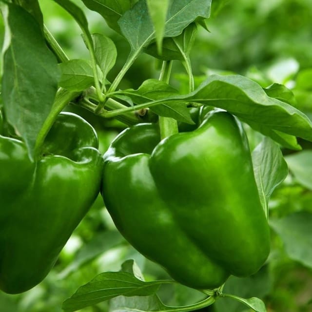 Plants Villa - Shimla Mirch Capsicum Fruit Plant Green Plants Villa - Shimla Mirch Capsicum Fruit Plant Green