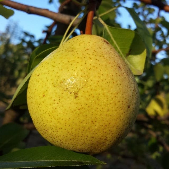 Plants Villa - Asian Ball Nashpati Grafted Pear Fruit Plant Plants Villa - Asian Ball Nashpati Grafted Pear Fruit Plant
