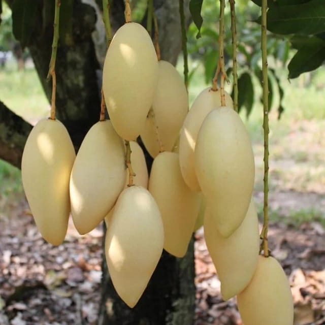 Plants Villa - Nam-Doc-Mai Mango | Grafted Fruit Plant Plants Villa - Nam-Doc-Mai Mango | Grafted Fruit Plant