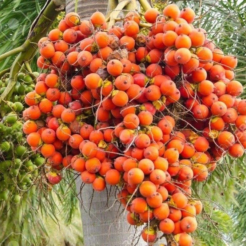 Plants Villa - Dwarf Variety Betel Nut Supari Fruit Plant