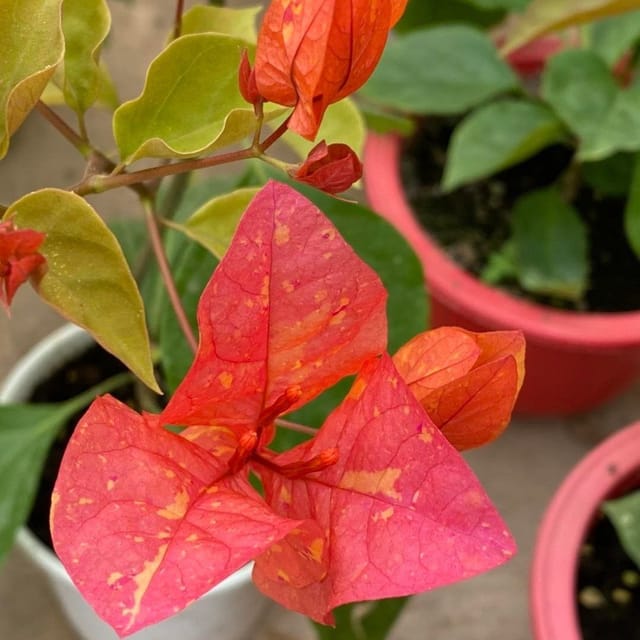 Plants Villa - Adarna Bougainvellia Flower Plant Plants Villa - Adarna Bougainvellia Flower Plant