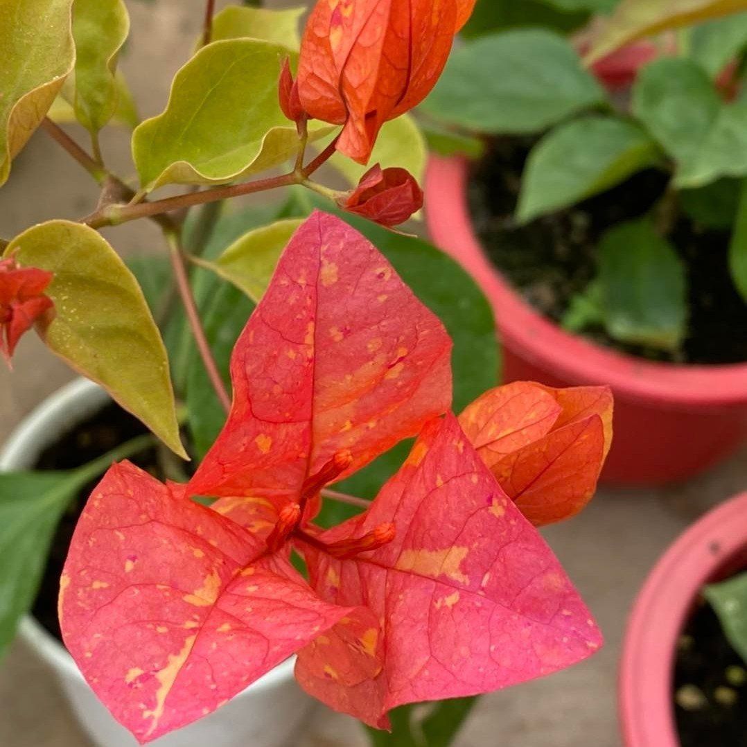 Plants Villa - Adarna Bougainvellia Flower Plant