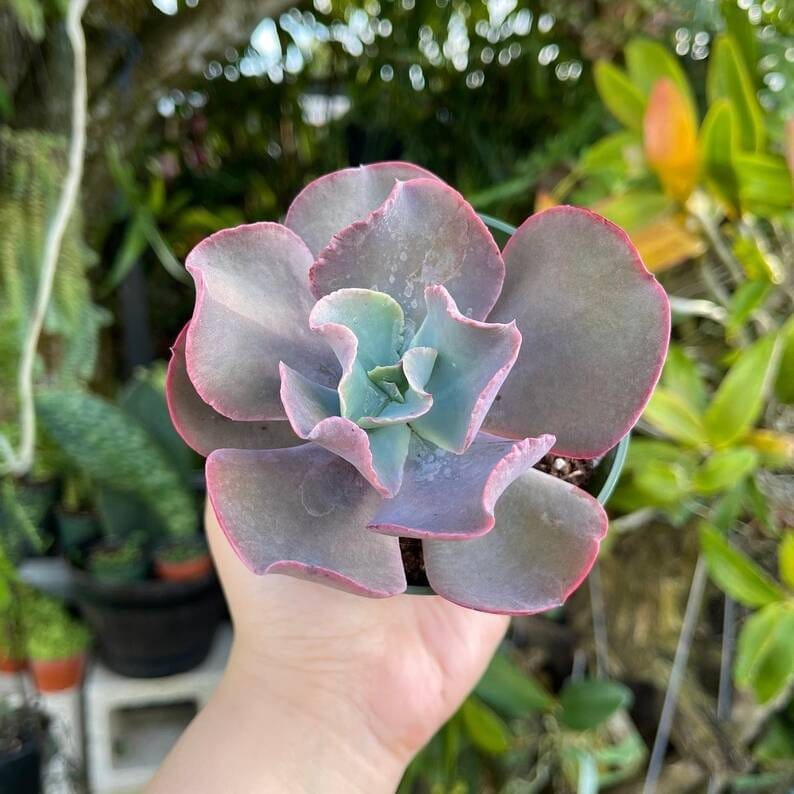Plants Villa - Echeveria Gibbiflora Sacculents Live Plant