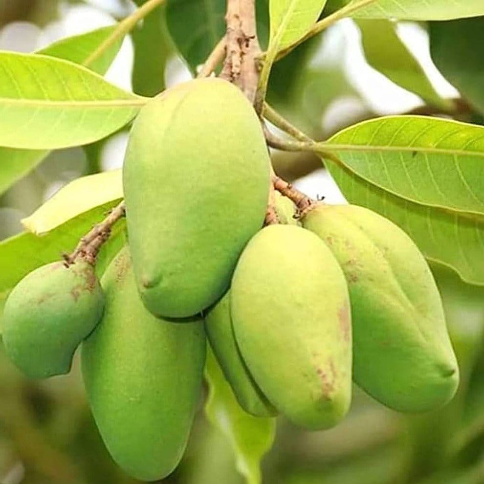 Plants Villa - Bari-11 Mango | Grafted Fruit Plant