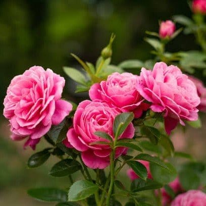 Plants Villa - Climbing Rose Flower Plant Pink (PV14489) Plants Villa - Climbing Rose Flower Plant Pink (PV14489)