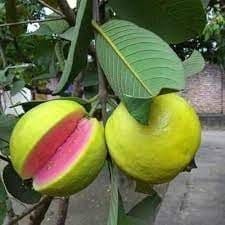 Plants Villa - Thai All Time Gauva | Grafted & Hybrid Fruit Plant Pink