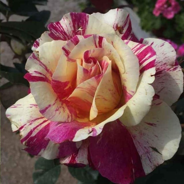 Plants Villa - Abracadabra Rose Flower Plant (PV14542) Plants Villa - Abracadabra Rose Flower Plant (PV14542)
