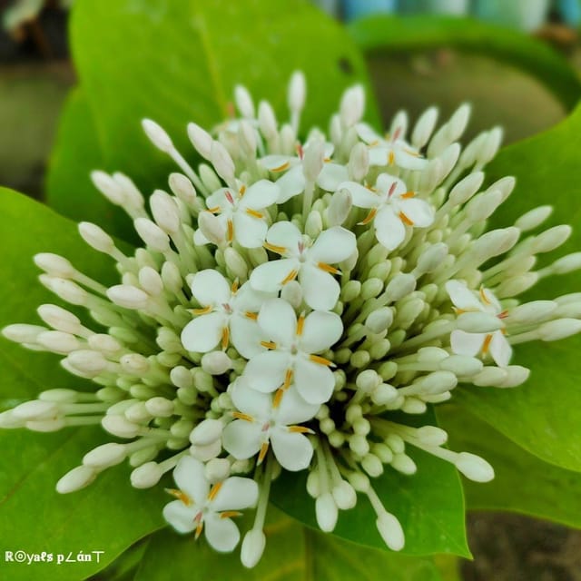 Plants Villa - Thai Variety Super Early Ixora Flower Plant White Plants Villa - Thai Variety Super Early Ixora Flower Plant White
