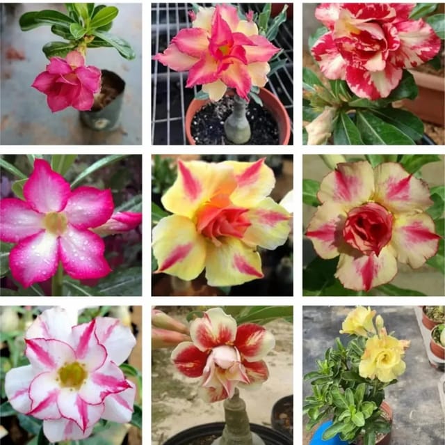 Plants Villa - Adenium Flower Plants (Combo Pack Of 9) Plants Villa - Adenium Flower Plants (Combo Pack Of 9)
