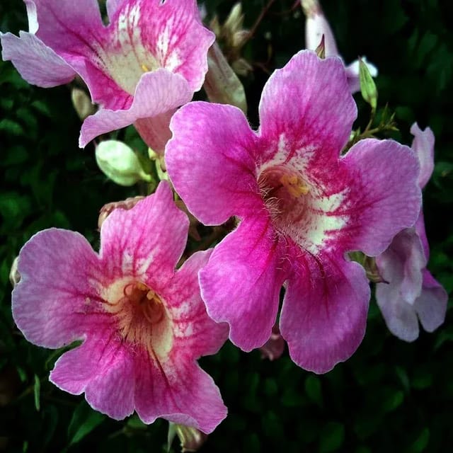 Plants Villa - Tecoma Flower Plant Purple