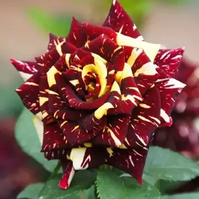 Plants Villa - Abracadabra Rose Flower Plant (PV14534)