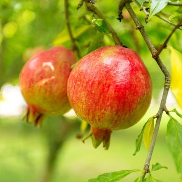Plants Villa - Pomegranate Grafted Fruit Plant
