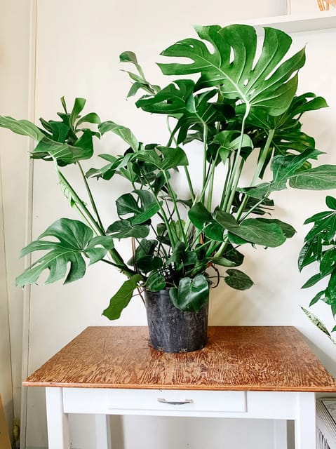Plants Villa - Philodendron Monesteraplant Plants Villa - Philodendron Monesteraplant