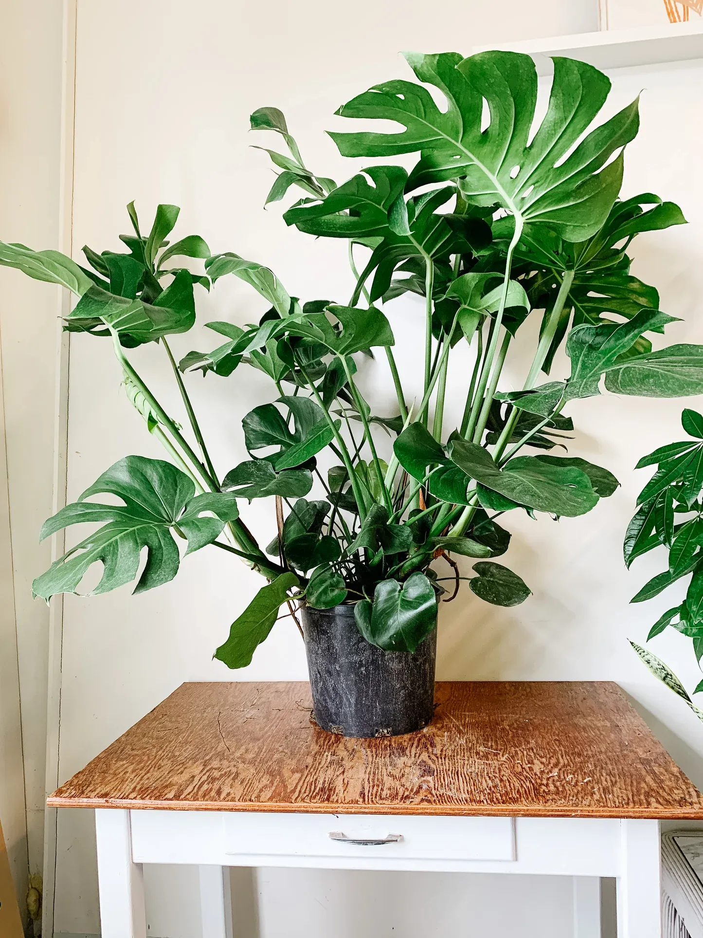 Plants Villa - Philodendron Monesteraplant