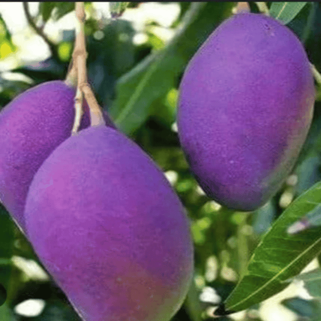Plants Villa - Palmer Mango | Grafted Fruit Plant Plants Villa - Palmer Mango | Grafted Fruit Plant