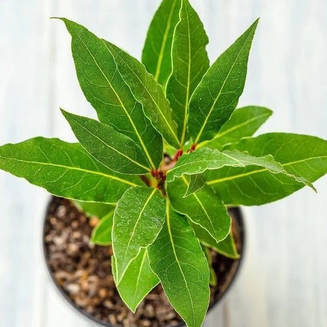 Plants Villa - Bay Leaf Live Plant Plants Villa - Bay Leaf Live Plant