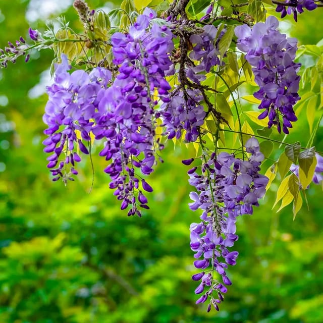Plants Villa - Purple Chinese Wisteria Rare Fragrant Flower Live Plant