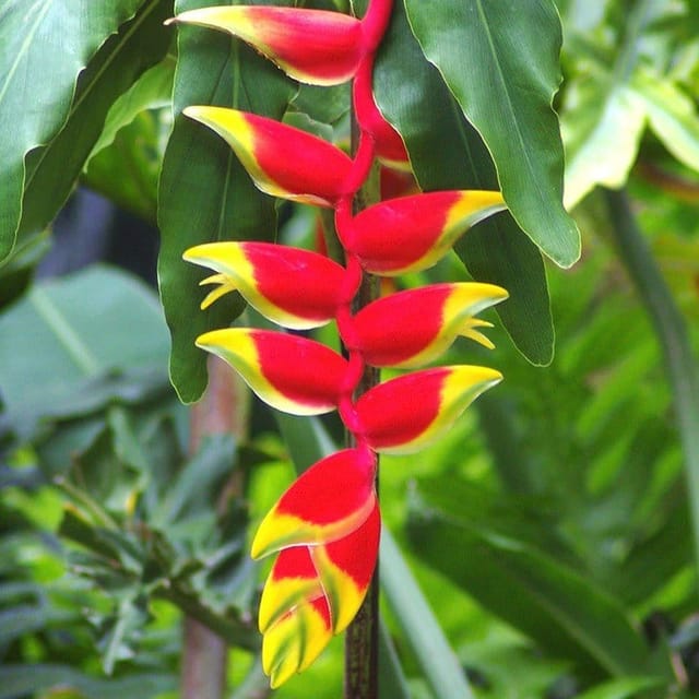 Plants Villa - Heliconia Rostrata Flower Plant